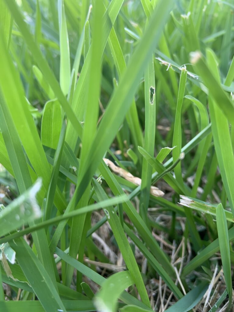 GRASS